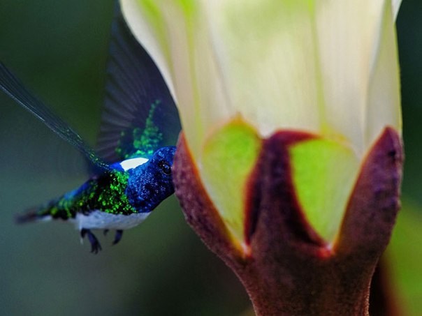 Колибри пьет нектар охромы