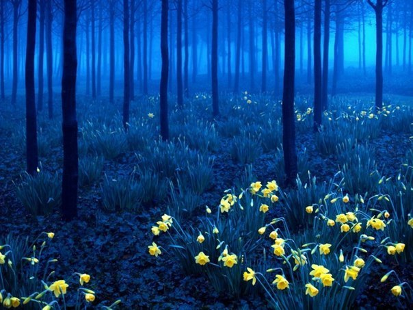 Черный лес" в Германии.