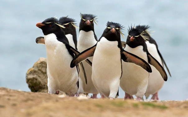 Блатные пингвины на пляже, ЮАР.