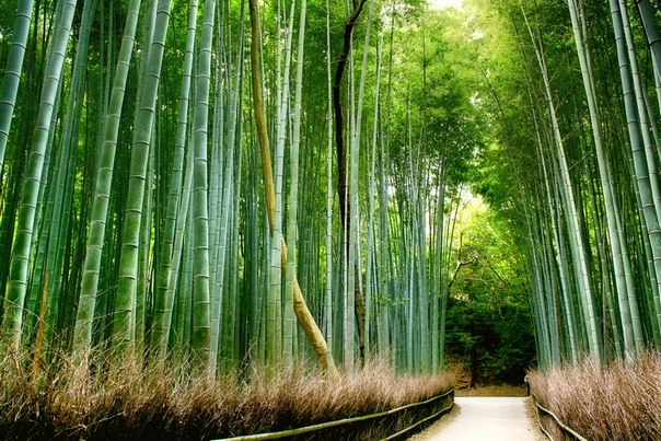 Роща бамбука в Киото, Япония.