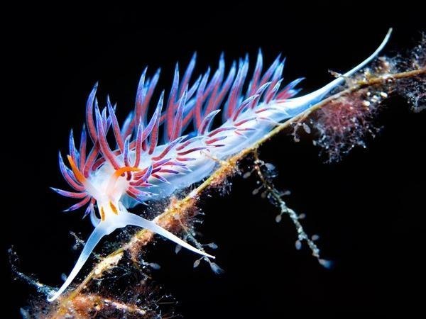 10 потрясающих примеров подводной фотографии.