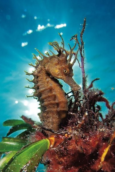 10 потрясающих примеров подводной фотографии.