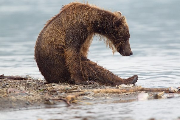 Медведь на берегу Курильского озера, Камчатка, Россия.
