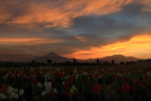 "Закат и цветы", Мексика.