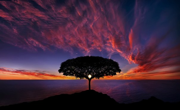 Дерево на закате...