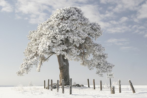 Удивительное дерево, Ляэне-Вирумаа, Эстония.