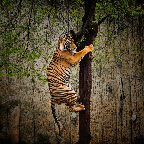 Суматранский тигр.