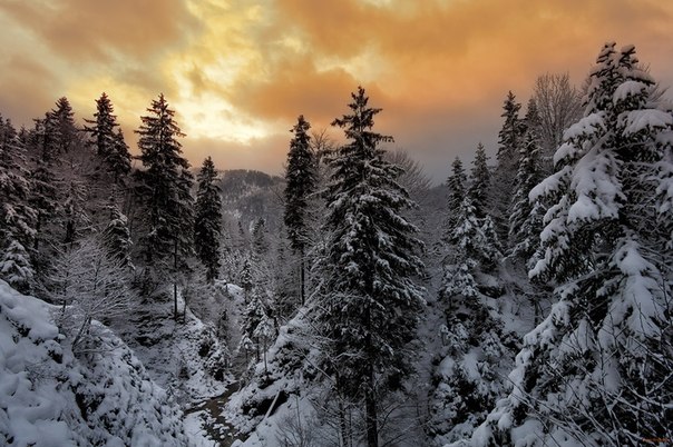 Зимний лес, Баварские Альпы, Германия.
