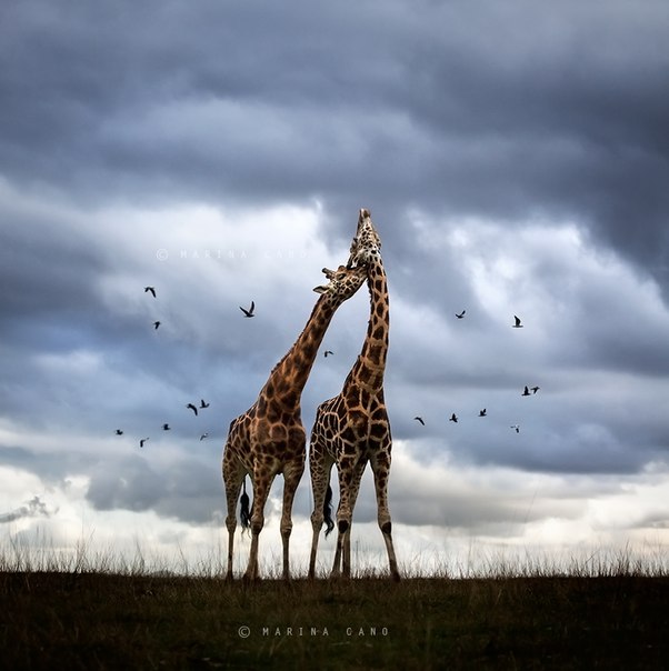 Влюбленные жирафы...