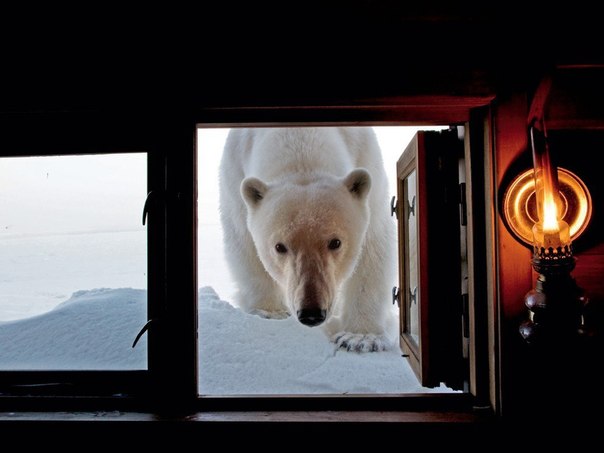 Подборка фотографий животного мира от знаменитого издательства National Geographic. Мы отобрали 10 лучших из лучших за 2012 специально для вас! Надеемся вам понравится! ;) Cмотреть все ->
