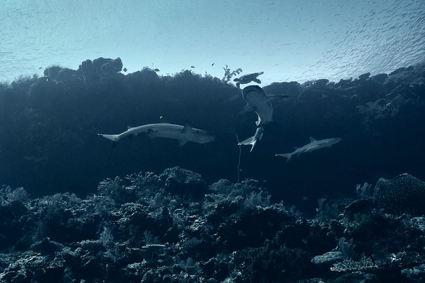 Акулы острова Комодо, Индонезия.