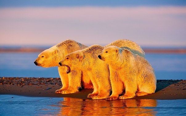Полярные медведи купаются в первых лучах солнца...