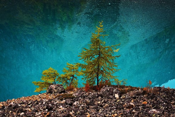 Этюд с отражением... Алтай, Нижнее Шавлинское озеро, Россия.