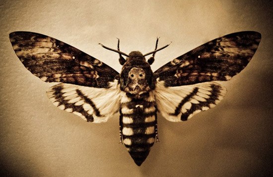 Бабочка Бражник Мёртвая голова — единственная из насекомых обладает органом речи.
