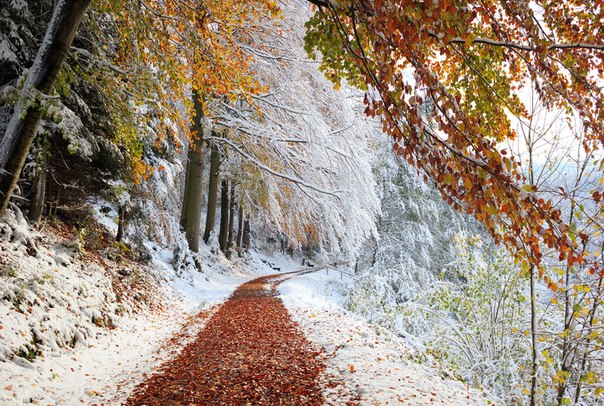 Первый снег в лесу... Бавария, Германия.