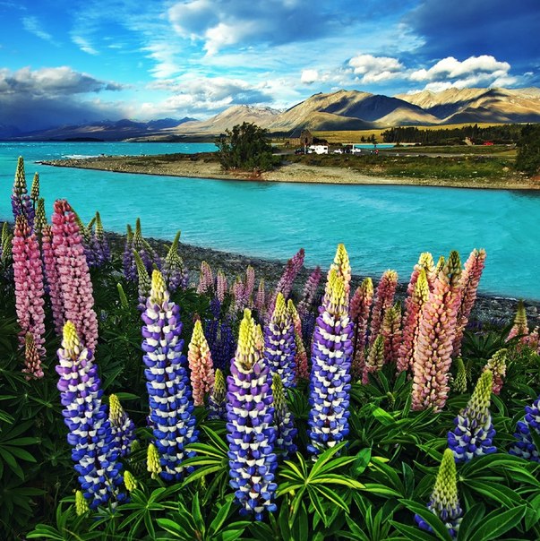 Озеро Tekapo, Новая Зеландия.