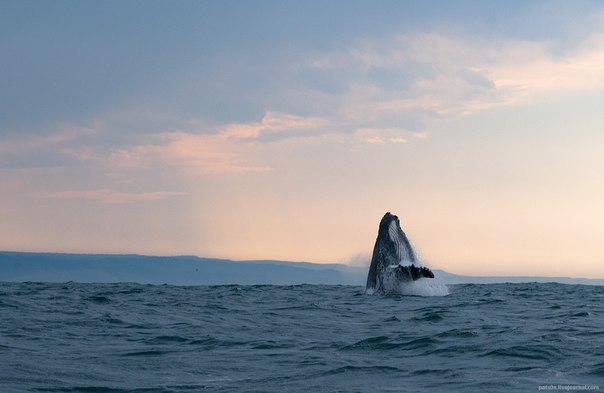 Горбатый кит у берегов Южной Африки.