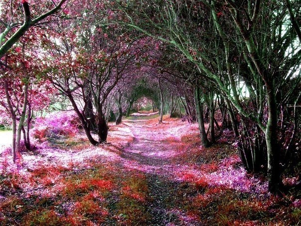 Фантастический лес Кантабрии, Испания.