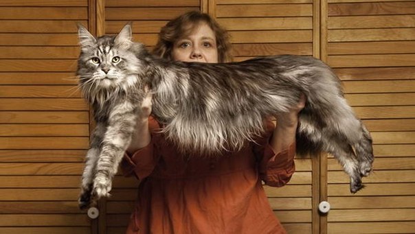 Стьюи – самый длинный кот в мире 1,23 метра.