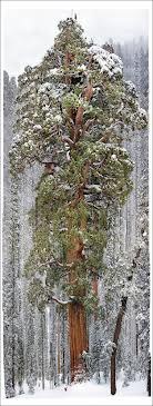 Дерево "Президент" в Национальном парке Секвойя (США) является вторым по величине деревом в мире. Считается, что ему примерно 3200 лет!