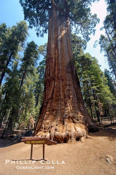 Дерево "Президент" в Национальном парке Секвойя (США) является вторым по величине деревом в мире. Считается, что ему примерно 3200 лет!