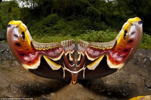 Ученые обнаружили на востоке Гималаев самую большую в мире бабочку с невероятным размахом крыльев в 25 сантиметров...