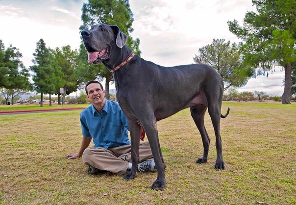 Самая  большая  собака  в  мире!