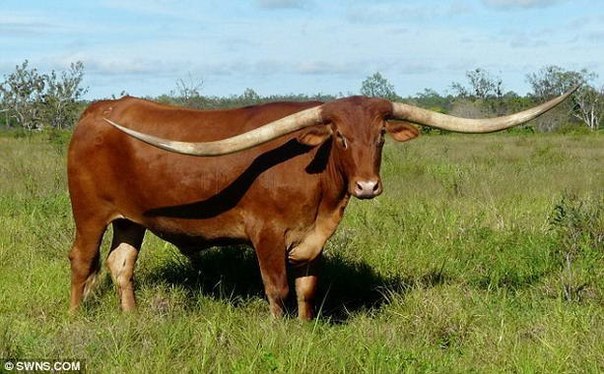 Представители Книги рекордов Гиннеса утверждают, что у техасского быка по кличке Джей Эр – самые длинные рога в мире, так как их невероятная длина достигает 2,74 метра.