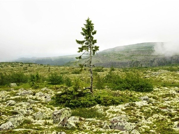 Самое возрастное дерево на Земле растет на склоне горы Фулуфьяллет в Швеции. Согласно подсчетам ученых ели "Старая Тйикко" исполнилось 9550 лет.