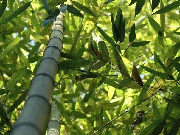 Бамбук может расти со скоростью 91 см в сутки.