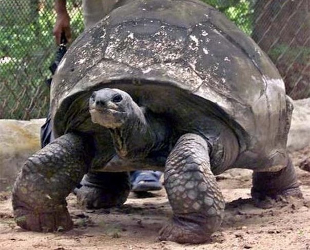 Старейшим животным из ныне живущих в мире признана 178-летняя черепаха по имени Джонатан, которая живет на острове Святой Елены в Южной Атлантике.