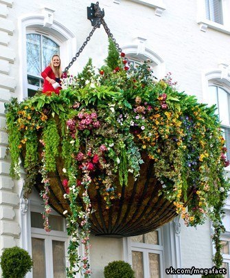 Самая большая в мире свисающая корзина с высаженными в ней цветущими растениями была создана, чтобы отметить открытие нового британского отеля Indigo s Launch (расположен в лондонском районе Пэддингтон).