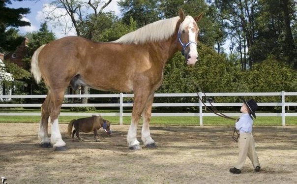 На 7 июля 2006 года самой маленькой лошадью была Тамбелина – миниатюрная гнедая кобыла 44,5 см в холке, хозяевами которой являются Кей и Пол Госслинг из Сейнт-Луиса, штат Миссури. 