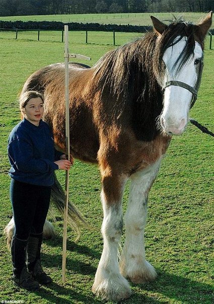 6 футов и 6 дюймов – такой «красивый рост» имеет самый большой конь на земле. Если перевести эту цифру в привычные сантиметры, то она составит 202 сантиметра.Этот гигант живет в Англии, на ферме со своей владелицей – Лизой Макфарлэйн. Сейчас рекордсмену, по кличке Диггер, всего 5 лет. Его вес – 1 200 килограмм.