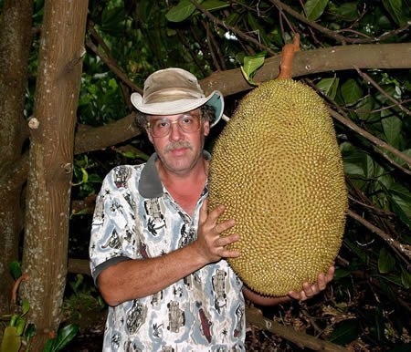 Самый тяжелый плод хлебного дерева (34,4 кг)