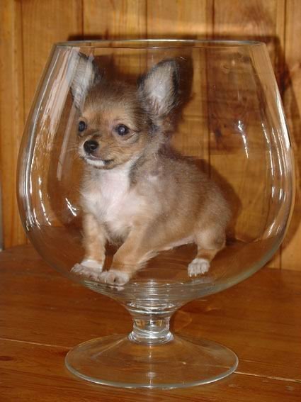 Одна из самых маленьких собачек в мире - чихуа-хуа по кличке Бу-бу ростом 17 см.