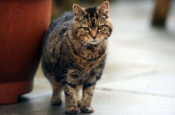 Люси - самая старая кошка в мире. Ей 40 лет. Котенком Люси подарили хозяину (сейчас ему 63) в 1972 году.