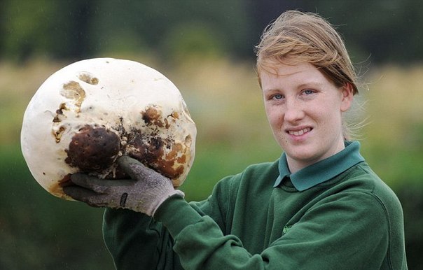Самый большой гриб обнаружен в Англии 