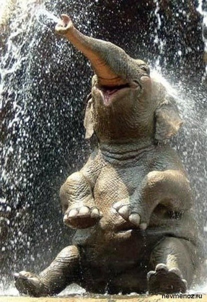 Слон - единственное млекопитающее, которое не может прыгать.