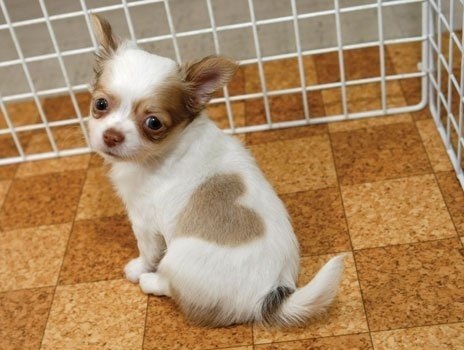 В Японии живет замечательный щенок Чихуа-Хуа с сердечком на боку.