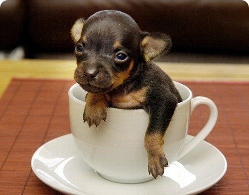 Самая маленькая собака в мире – Крохотный чихуахуа – Джек Рассел. Длина 