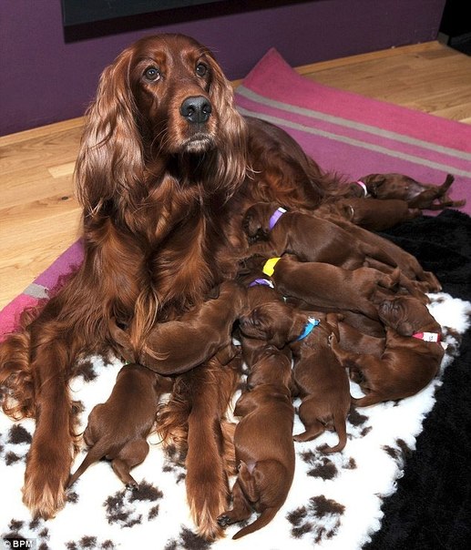 15 щенков от мамы Роми
