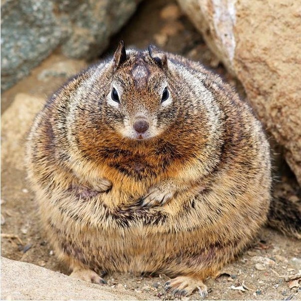 Эта белка, безусловно, если не самая толстая представительница своего вида в мире, то одна из самых толстых.