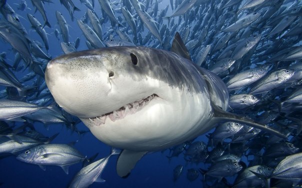 Ежегодно в мире официально регистрируется 50-80 нападений акул на людей, из которых не более 10 становятся смертельными. В то же время люди убивают ежегодно примерно 100 миллионов акул, главным образом для еды.