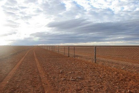 В юго-восточной части Австралии находится самый длинный в мире сетчатый забор длиной 5614 километров, прерываемый только в местах пересечения шоссейных дорог. Он был построен в 1885 году для защиты овец на пастбищах от охотящихся на них динго. В целом забор свою задачу выполняет — потери овец от динго действительно сократились. В то же время, на этих территориях увеличились популяции кенгуру и кроликов, конкурирующих с овцами за пастбища. Ещё один забор на западе Австралии, протянувшийся на 3253 километра и в настоящее время не поддерживаемый, был возведён уже для защиты от кроликов, представляющих собой одно время сильнейшую экологическую угрозу для континента.