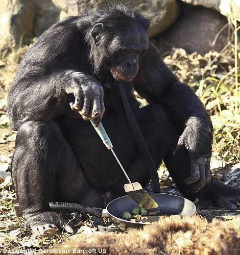 31-летний самец шимпанзе готовит себе ужин