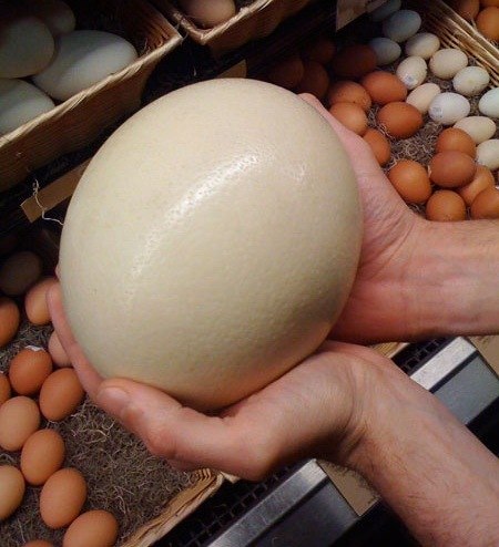 Чтобы сварить вкрутую страусиное яйцо, вам понадобится два часа.