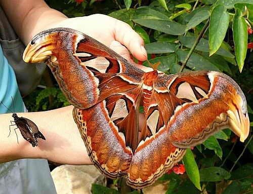 Павлиноглазка Атлас - бабочка из семейства павлиноглазок. Эти бабочки – самые большие в мире. Размах крыльев достигает от 25 до 29 см. Обитают в тропических и субтропических лесах Юго-восточной Азии, Южного Китая и от Таиланда до Индонезии.