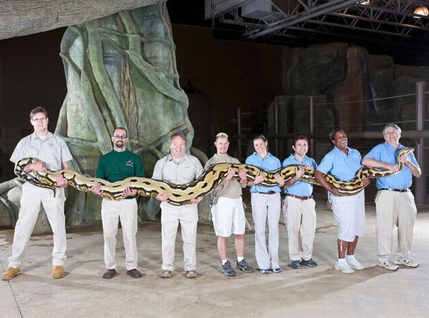 Самый длинный питон в мире, которого зовут Пушистик, его длина 7,3 метра