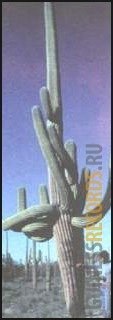 Самый большой в мире кактус — цереус гигантский (Cereus giganteus, или Carnegiea gigantea) родом с юго-запада США. Экземпляр, обнаруженный 17 января 1988 г. в горах Марикопа (Аризона, США), имеет канделяброобразные ветви высотой 17.67 м. Характерные колючки, которые защищают многие виды кактусов от нападений животных, есть не что иное как видоизменившиеся листья.